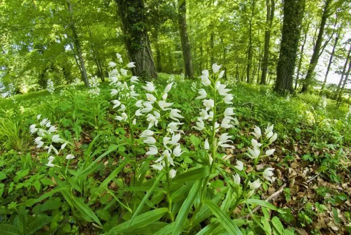 Framed Print : Sword-leaved helleborine (Cephalanthera longifolia) at Chappetts Copse, Hampshire Framed Print : Sword-leaved helleborine (Cephalanthera longifolia) at Chappetts Copse, Hampshire