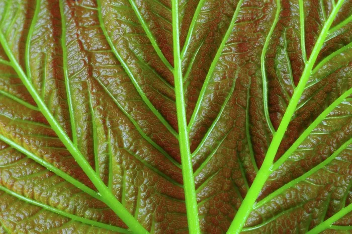 Framed Print : Sycamore (Acer pseudoplatanus) leaf, close up of underside, Dorset, England, UK. April. Studio shot