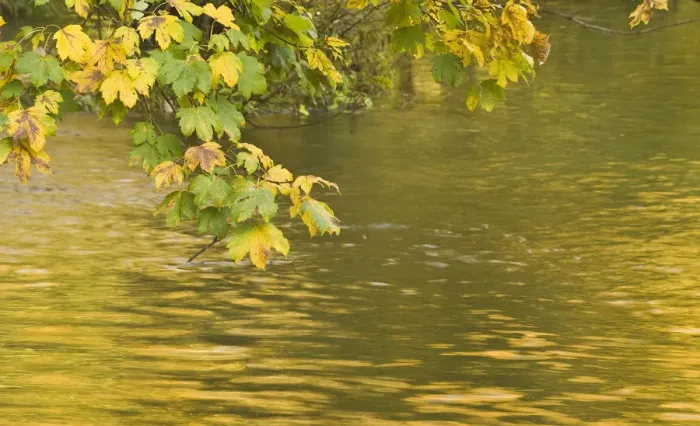 Framed Print : Sycamore (Acer pseudoplatanus) leaves over Gradinsko Lake, Upper lakes, Plitvice Lakes NP Croatia Framed Print : Sycamore (Acer pseudoplatanus) leaves over Gradinsko Lake, Upper lakes, Plitvice Lakes NP Croatia