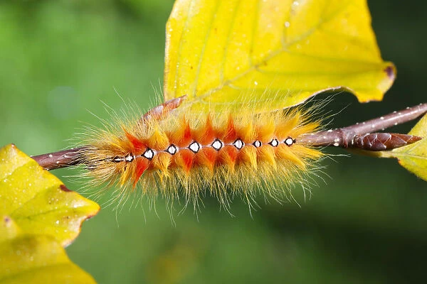 Sycamore moth (Acronicta aceris) caterpillar. Surrey, England, UK, September