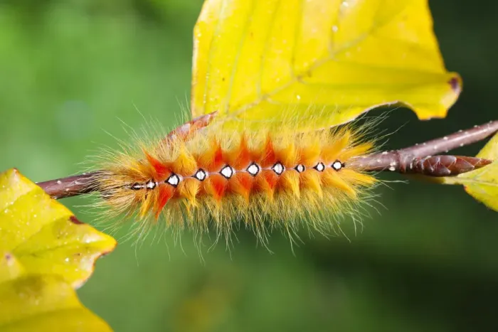 Framed Print : Sycamore moth (Acronicta aceris) caterpillar. Surrey, England, UK, September