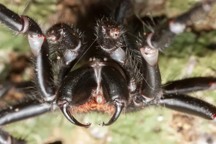 Framed Print : Sydney funnel web spider (Atrax robustus) close up showing venom droplets on fangs