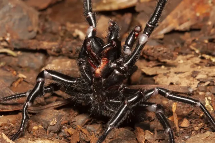 Framed Print : Sydney funnel web spider (Atrax robustus) highly venomous spider Framed Print : Sydney funnel web spider (Atrax robustus) highly venomous spider