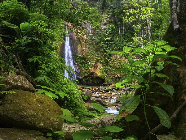 Syndicate Falls in rainforest. Dominica, Lesser Antilles. 2019