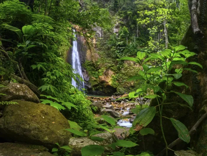 Framed Print : Syndicate Falls in rainforest. Dominica, Lesser Antilles. 2019 Framed Print : Syndicate Falls in rainforest. Dominica, Lesser Antilles. 2019