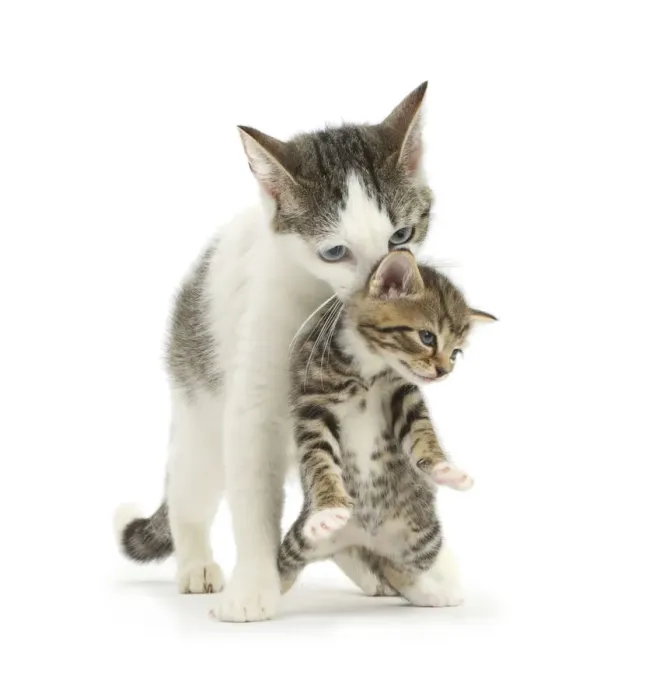 Framed Print : Tabby-and-white Siberian-cross mother cat carrying her tabby kitten, 4 weeks Framed Print : Tabby-and-white Siberian-cross mother cat carrying her tabby kitten, 4 weeks