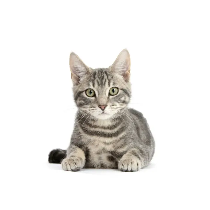 Framed Print : Tabby cat, Max, 5 months, lying with head up Framed Print : Tabby cat, Max, 5 months, lying with head up