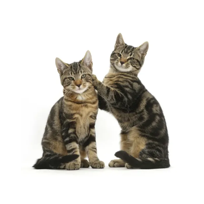 Framed Print : Tabby cats, Picasso and Smudge, age 3 months, together Framed Print : Tabby cats, Picasso and Smudge, age 3 months, together