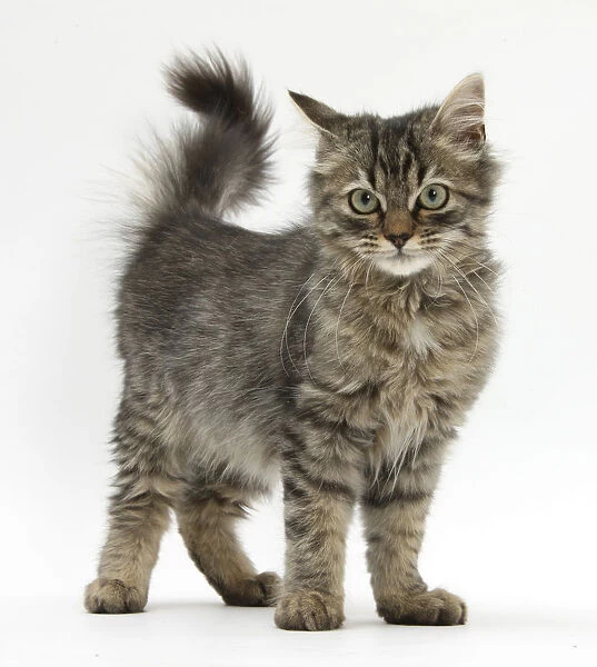 Tabby kitten, 5 months, standing