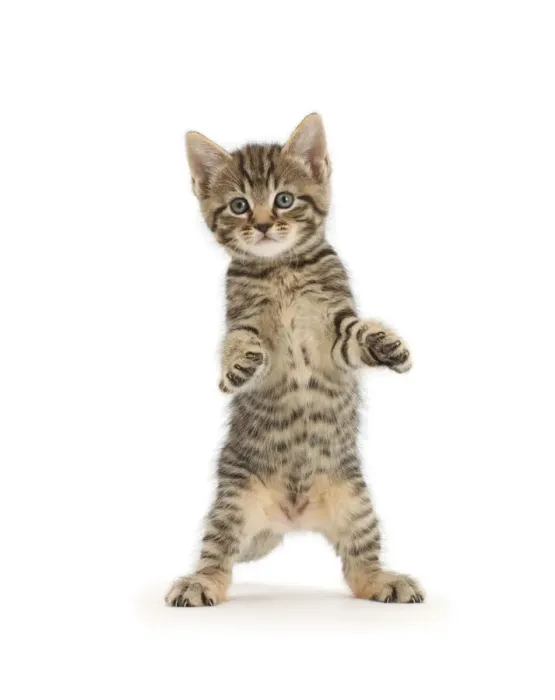 Framed Print : Tabby kitten, age 6 weeks, standing with raised paws Framed Print : Tabby kitten, age 6 weeks, standing with raised paws