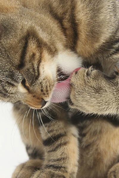 Tabby kitten grooming paw