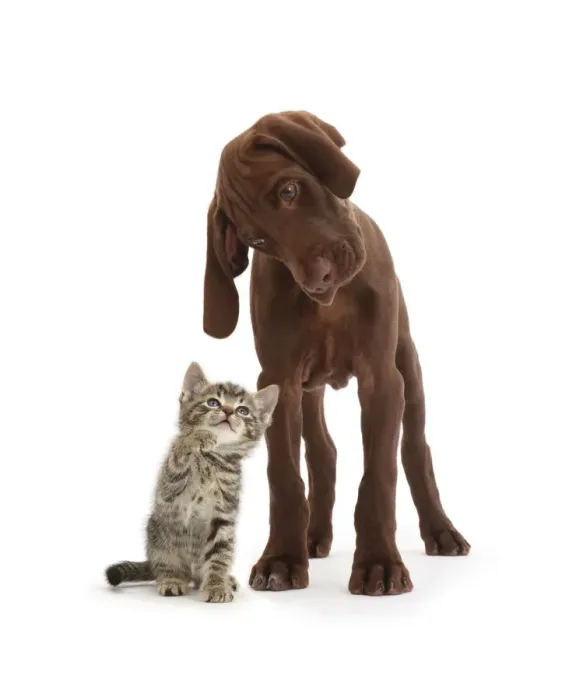 Framed Print : Tabby kitten looking up at chocolate pointer puppy Framed Print : Tabby kitten looking up at chocolate pointer puppy