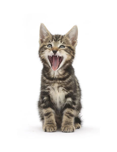 Tabby kitten, Picasso, 7 weeks, yawning