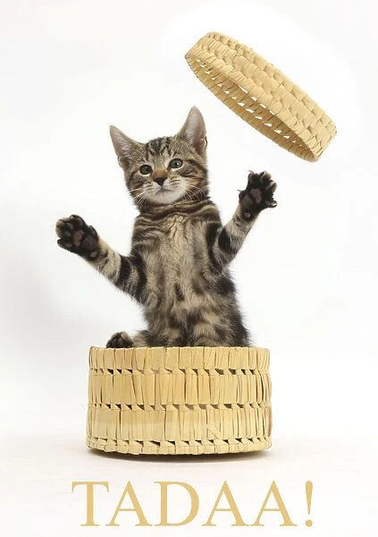 Tabby kitten, Picasso, age 10 weeks, leaping out of wicker basket with the word Tadaa