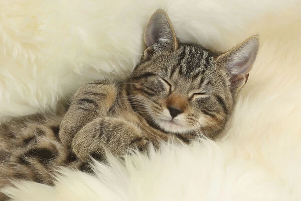 Tabby kitten, Picasso, age 3 months, sleeping on a fluffy rug
