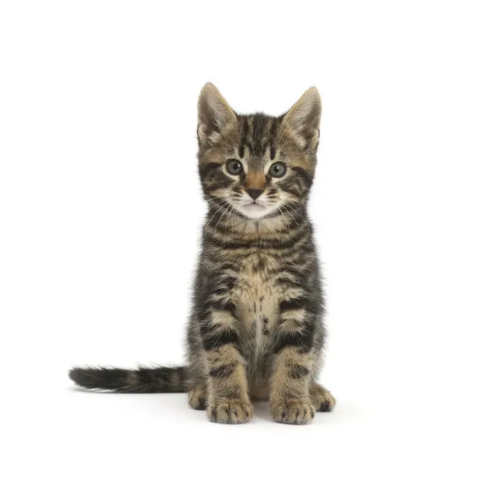 Framed Print : Tabby kitten, Smudge, 7 weeks, sitting Framed Print : Tabby kitten, Smudge, 7 weeks, sitting