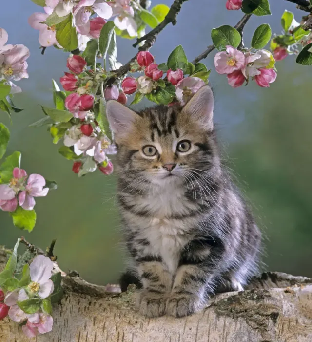 Framed Print : Tabby kitten in spring with apple blossom Framed Print : Tabby kitten in spring with apple blossom