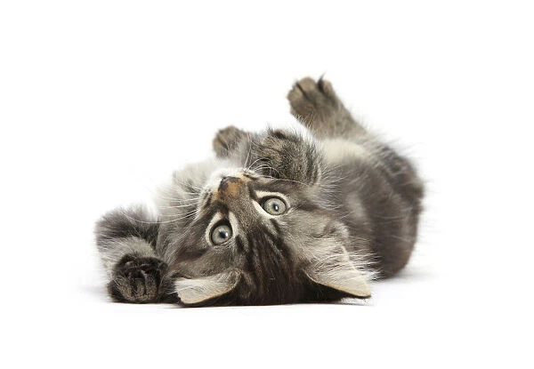 Tabby kitten, Squidge, 10 weeks, playfully rolling on his back