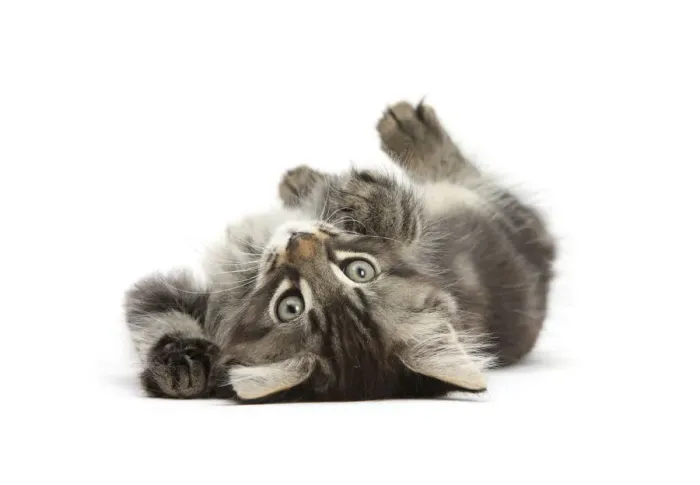 Framed Print : Tabby kitten, Squidge, 10 weeks, playfully rolling on his back Framed Print : Tabby kitten, Squidge, 10 weeks, playfully rolling on his back