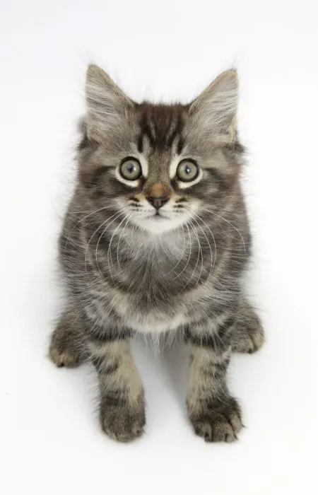 Framed Print : Tabby kitten, Squidge, 10 weeks, sitting Framed Print : Tabby kitten, Squidge, 10 weeks, sitting