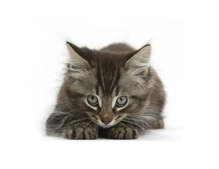 Framed Print : Tabby kitten, Squidge, age 10 weeks Framed Print : Tabby kitten, Squidge, age 10 weeks