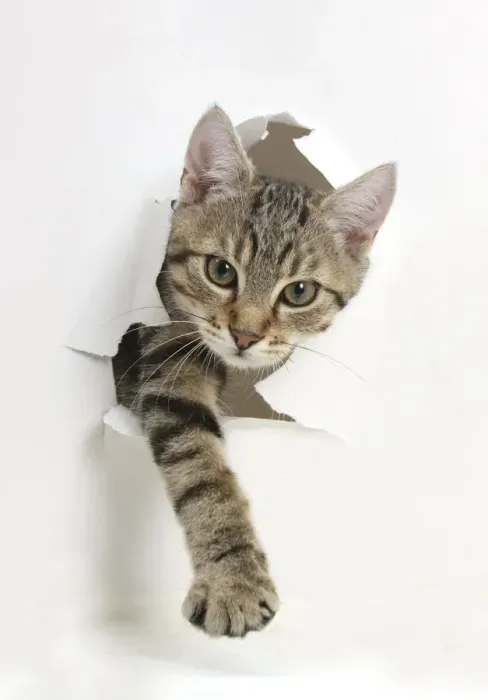 Framed Print : Tabby kitten, Stanley, 4 months old, breaking through paper Framed Print : Tabby kitten, Stanley, 4 months old, breaking through paper