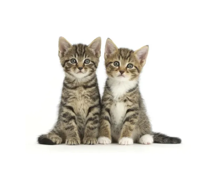 Framed Print : Two tabby kittens, age 6 weeks Framed Print : Two tabby kittens, age 6 weeks