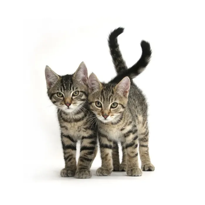 Framed Print : Tabby kittens, Stanley and Fosset, 12 weeks old, walking together Framed Print : Tabby kittens, Stanley and Fosset, 12 weeks old, walking together