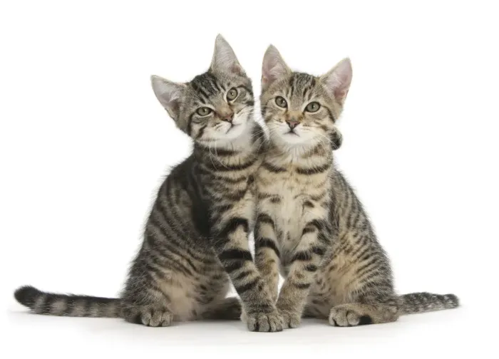 Framed Print : Tabby kittens, Stanley and Fosset, 3 months old, sitting and snuggling together Framed Print : Tabby kittens, Stanley and Fosset, 3 months old, sitting and snuggling together