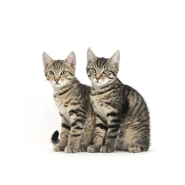 Tabby kittens, Stanley and Fosset, 3 months old, sitting together