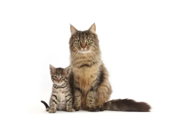 Framed Print : Tabby mother cat and kitten, age 5 weeks