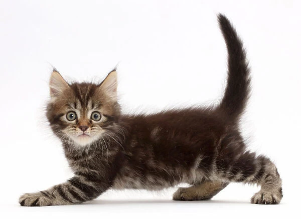 Tabby Persian-cross kitten, age 7 weeks, looking startled