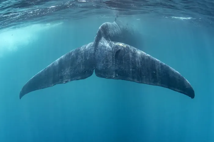 Framed Print : Tail of Blue whale (Balaenoptera musculus brevicauda). This may be the pygmy sub-species Framed Print : Tail of Blue whale (Balaenoptera musculus brevicauda). This may be the pygmy sub-species