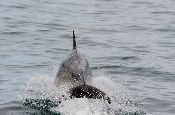 Framed Print : Tail of Bottlenose Dolphin (Tursiops truncatus) out of water as it breaches, Wales, Cardigan Bay, May Framed Print : Tail of Bottlenose Dolphin (Tursiops truncatus) out of water as it breaches, Wales, Cardigan Bay, May