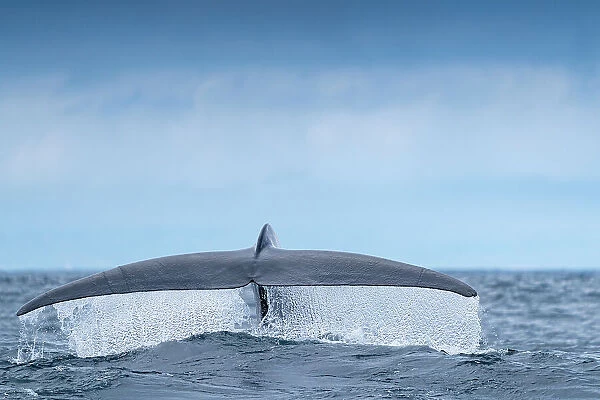 Tail fluke of Blue whale (Balaenoptera musculus) diving. Azores, Atlantic Ocean
