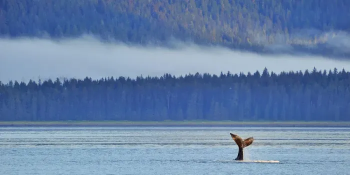 Framed Print : Tail fluke of a diving Humpback whale (Megaptera novaeangliae) misty coast in background Framed Print : Tail fluke of a diving Humpback whale (Megaptera novaeangliae) misty coast in background