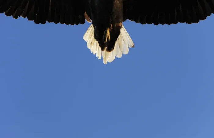 Framed Print : Tail of a flying White tailed sea eagle (Haliaeetus albicilla) Flatanger, Nord Trndelag Framed Print : Tail of a flying White tailed sea eagle (Haliaeetus albicilla) Flatanger, Nord Trndelag