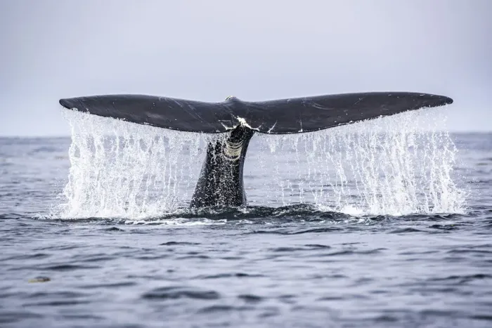 Framed Print : Tail of a North Atlantic right whale (Eubalaena glacialis) as it dives Framed Print : Tail of a North Atlantic right whale (Eubalaena glacialis) as it dives