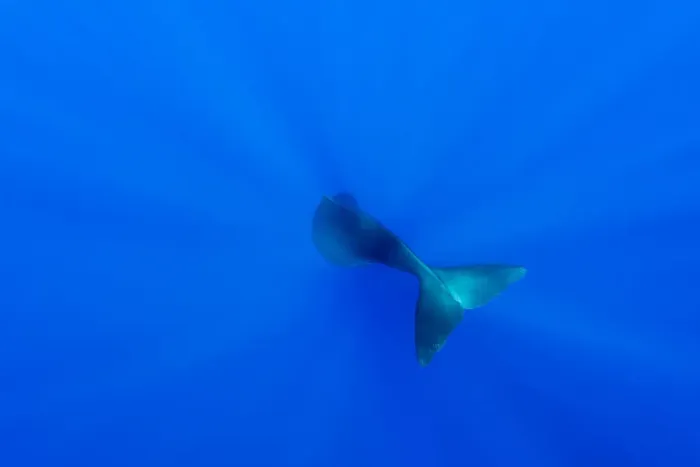 Framed Print : Tail of Sperm whale (Physeter macrocephalus) diving. Dominica, Caribbean Sea, Atlantic Ocean Framed Print : Tail of Sperm whale (Physeter macrocephalus) diving. Dominica, Caribbean Sea, Atlantic Ocean