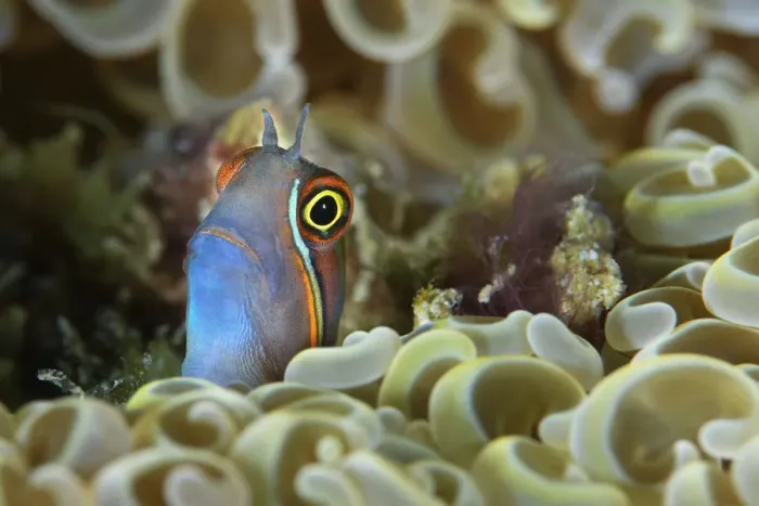 Framed Print : Tail-spot blenny (Ecsenius stigmatura) peering out from amongst the coral, Triton Bay, West Papua, Indonesia, Pacific Ocean Framed Print : Tail-spot blenny (Ecsenius stigmatura) peering out from amongst the coral, Triton Bay, West Papua, Indonesia, Pacific Ocean