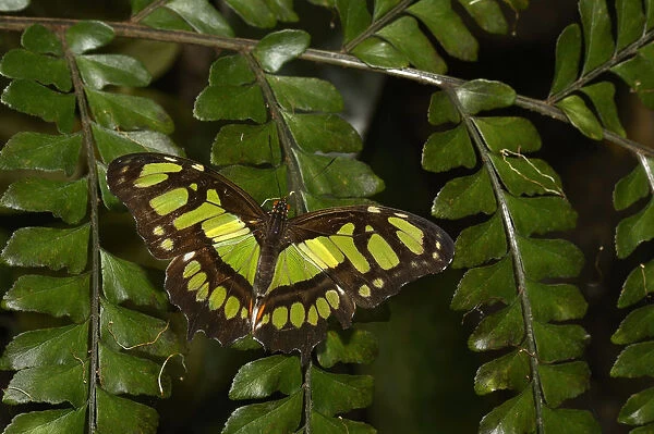 Tailed jay butterfly (Graphium agamemnon) captive, occurs in Asia