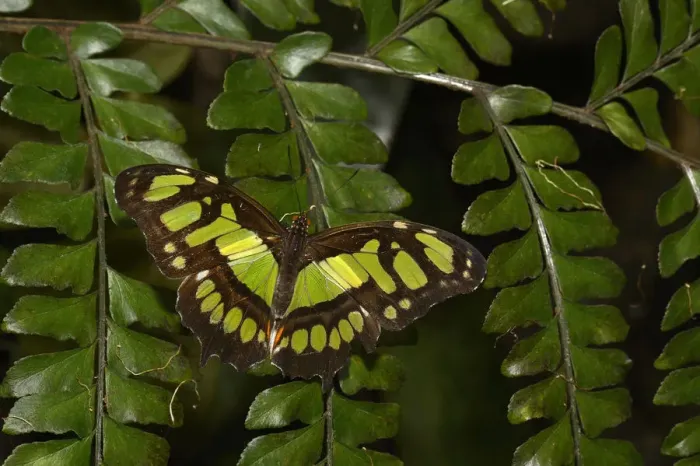Framed Print : Tailed jay butterfly (Graphium agamemnon) captive, occurs in Asia Framed Print : Tailed jay butterfly (Graphium agamemnon) captive, occurs in Asia
