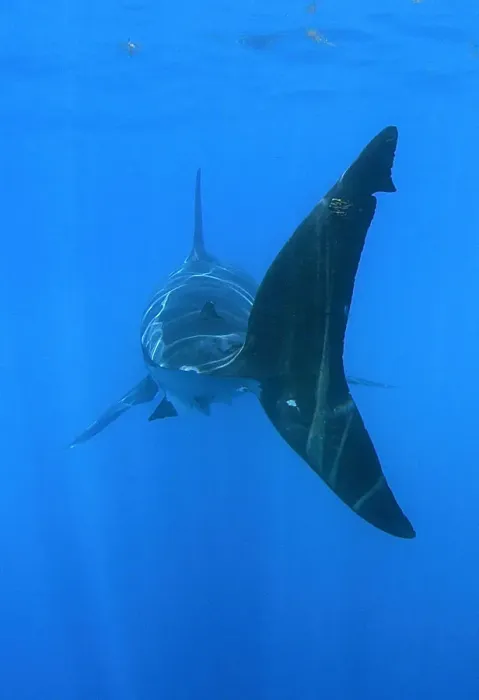 Framed Print : Tailfin of Great white shark (Carcharodon carcharias) underwater, Guadalupe Island Framed Print : Tailfin of Great white shark (Carcharodon carcharias) underwater, Guadalupe Island
