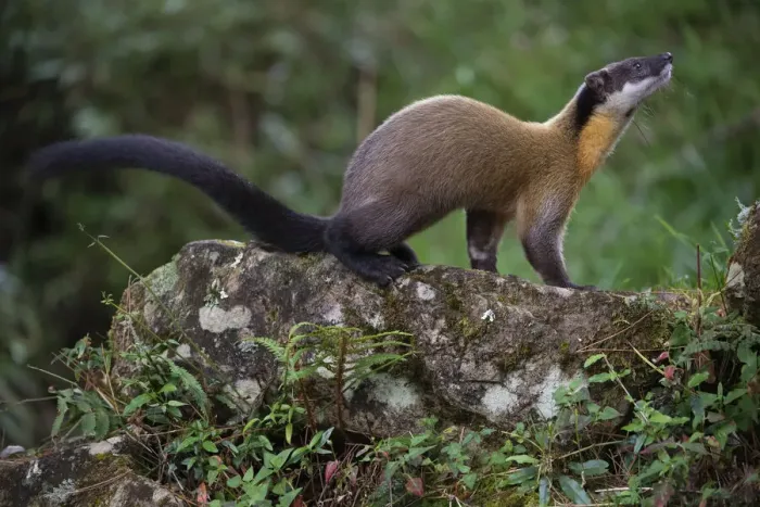 Framed Print : Taiwan / Formosan yellow-throated marten (Martes flavigula chrysospila Framed Print : Taiwan / Formosan yellow-throated marten (Martes flavigula chrysospila