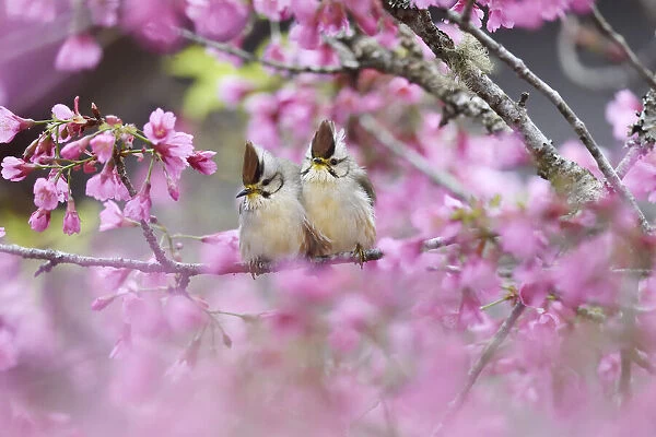 Taiwan yuhina (Yuhina brunneiceps) pair perched amongst pink blossom
