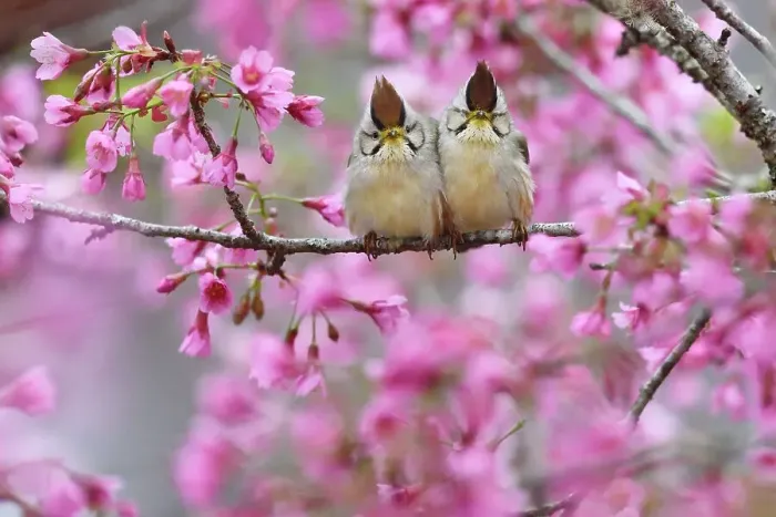Framed Print : Taiwan yuhina (Yuhina brunneiceps) pair perched amongst pink blossom, Alishan National Scenic Area, Taiwan. Endemic species Framed Print : Taiwan yuhina (Yuhina brunneiceps) pair perched amongst pink blossom, Alishan National Scenic Area, Taiwan. Endemic species