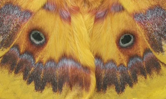 Framed Print : Taiwanese squeaking silkmoth (Rhodinia verecunda) controlled conditions