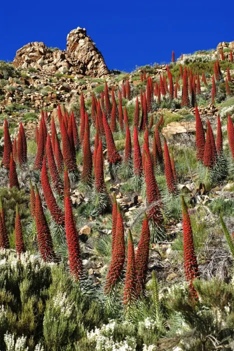 Framed Print : Tajinaste rojo (Echium wildpretii), Teide National Park, World Heritage Site Framed Print : Tajinaste rojo (Echium wildpretii), Teide National Park, World Heritage Site