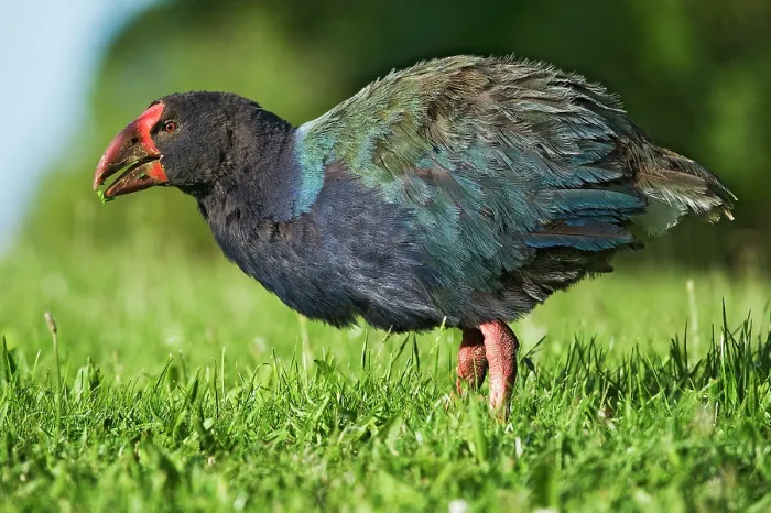 Framed Print : Takahe (Porphyrio hochstetteri) portrait, Tiritiri Matangi, North Island, New Zealand - translocated population as part of conservation effort. Endangered Framed Print : Takahe (Porphyrio hochstetteri) portrait, Tiritiri Matangi, North Island, New Zealand - translocated population as part of conservation effort. Endangered