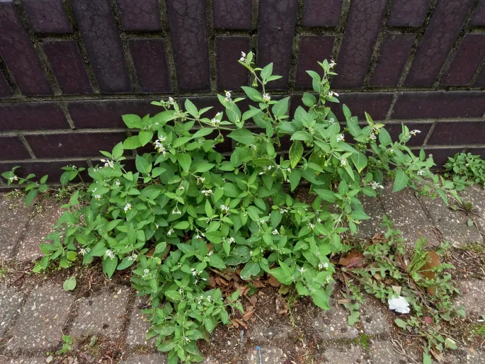Framed Print : Tall nightshade (Solanum chenopodioides) in flower on pavement, near Greenland Dock, Surrey, England, UK. September Framed Print : Tall nightshade (Solanum chenopodioides) in flower on pavement, near Greenland Dock, Surrey, England, UK. September